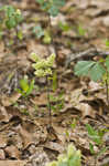 Atlantic poison oak